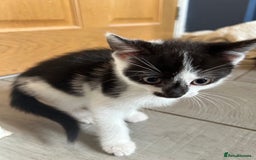 British Shorthair cats for sale: 7 gorgeous kittens for sale ** - Image 10