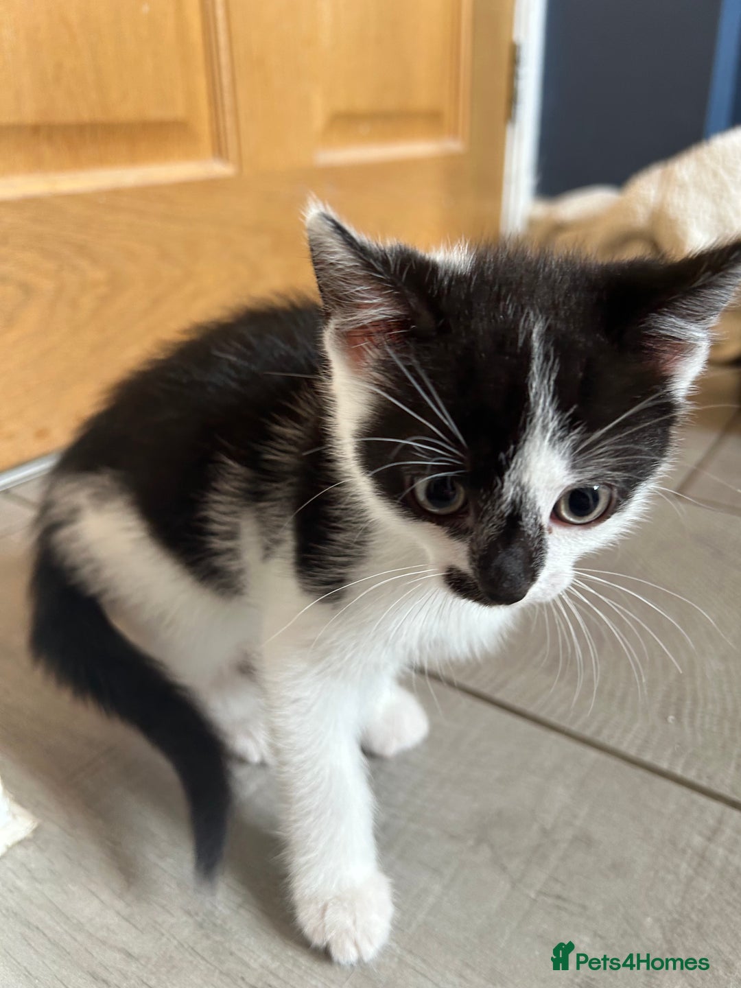 British Shorthair cats for sale: 7 gorgeous kittens for sale ** - Image 10