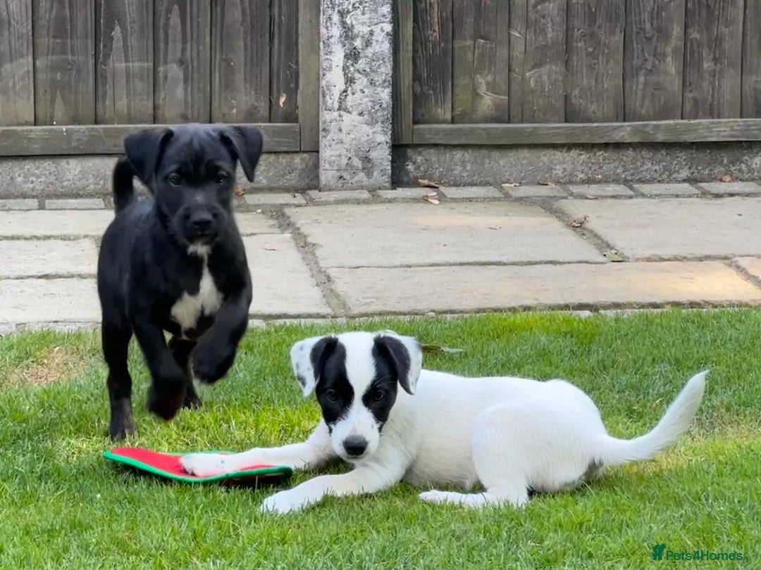Patterjack dogs for sale:  🐾 Patterdale x Jack Russell Puppies 🐾 - Image 10
