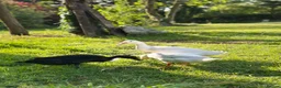 Ducks poultry for sale: Pingu: Lovesick Runner Drake Needs Fresh Start - Advert 3