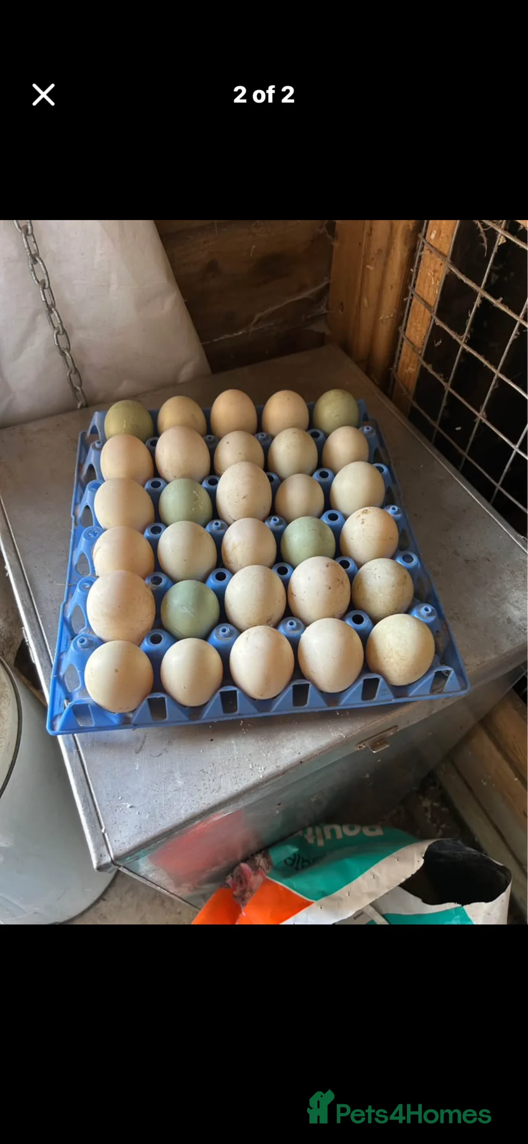 Ducks poultry for sale: Khaki Campbell  in Darlington - Advert 1