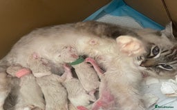 Ragdoll cats for sale: Active Luxury Pedigree European Ragdolls  - Image 3