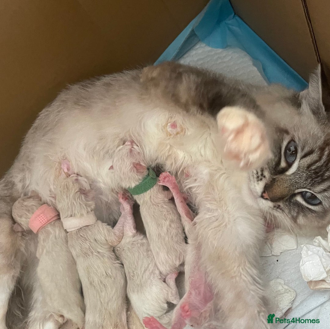 Ragdoll cats for sale: Active Luxury Pedigree European Ragdolls  - Image 3