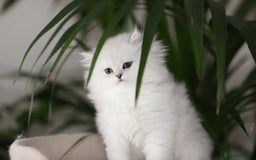 Persian cats for sale: Stunning Chinchilla Persian Kittens 💕 - Advert 9