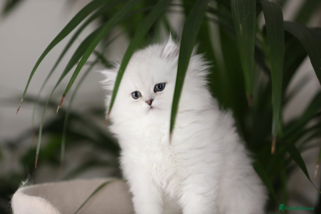 Persian cats for sale: Stunning Chinchilla Persian Kittens 💕 - Advert 9