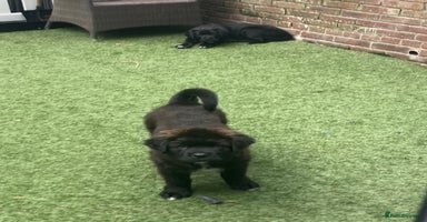 Mixed Breed dogs - Advert 6