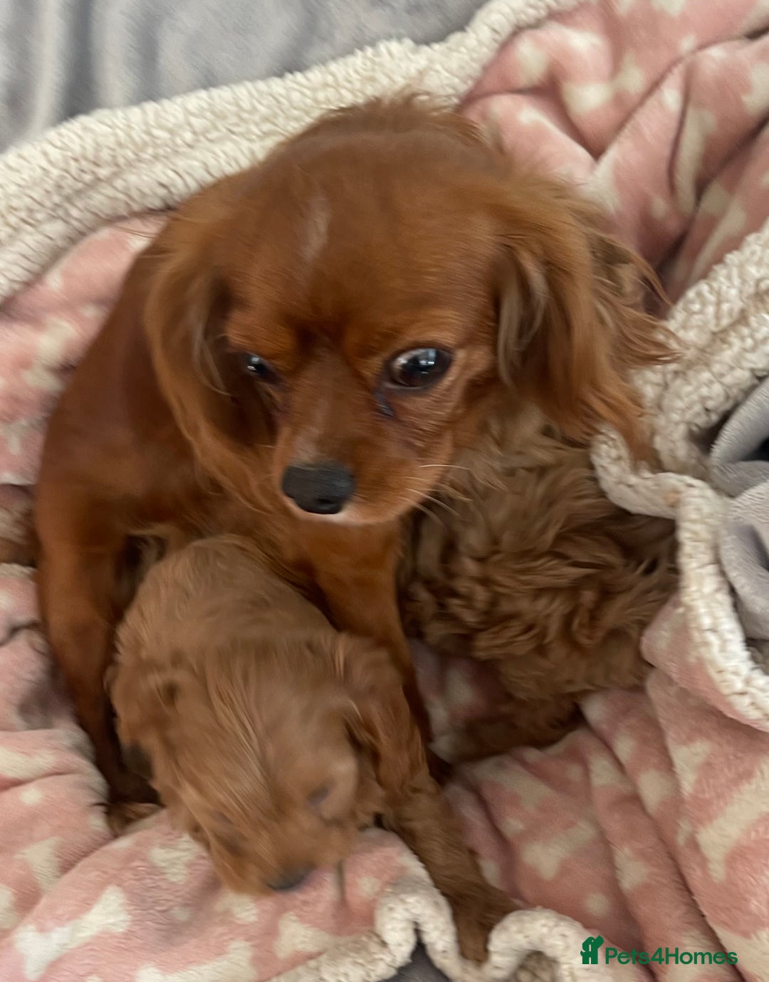 Cavapoo dogs for sale: Cavapoos puppies - Image 10