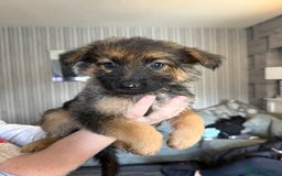 German Shepherd dogs for sale: German shepherd  - Image 2