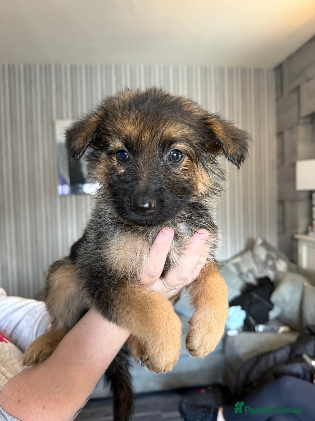 German Shepherd dogs for sale: German shepherd  - Image 2