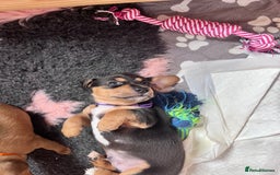 Mixed Breed dogs for sale: 5 Jack Russell x miniature dashound puppies £800 - Image 26