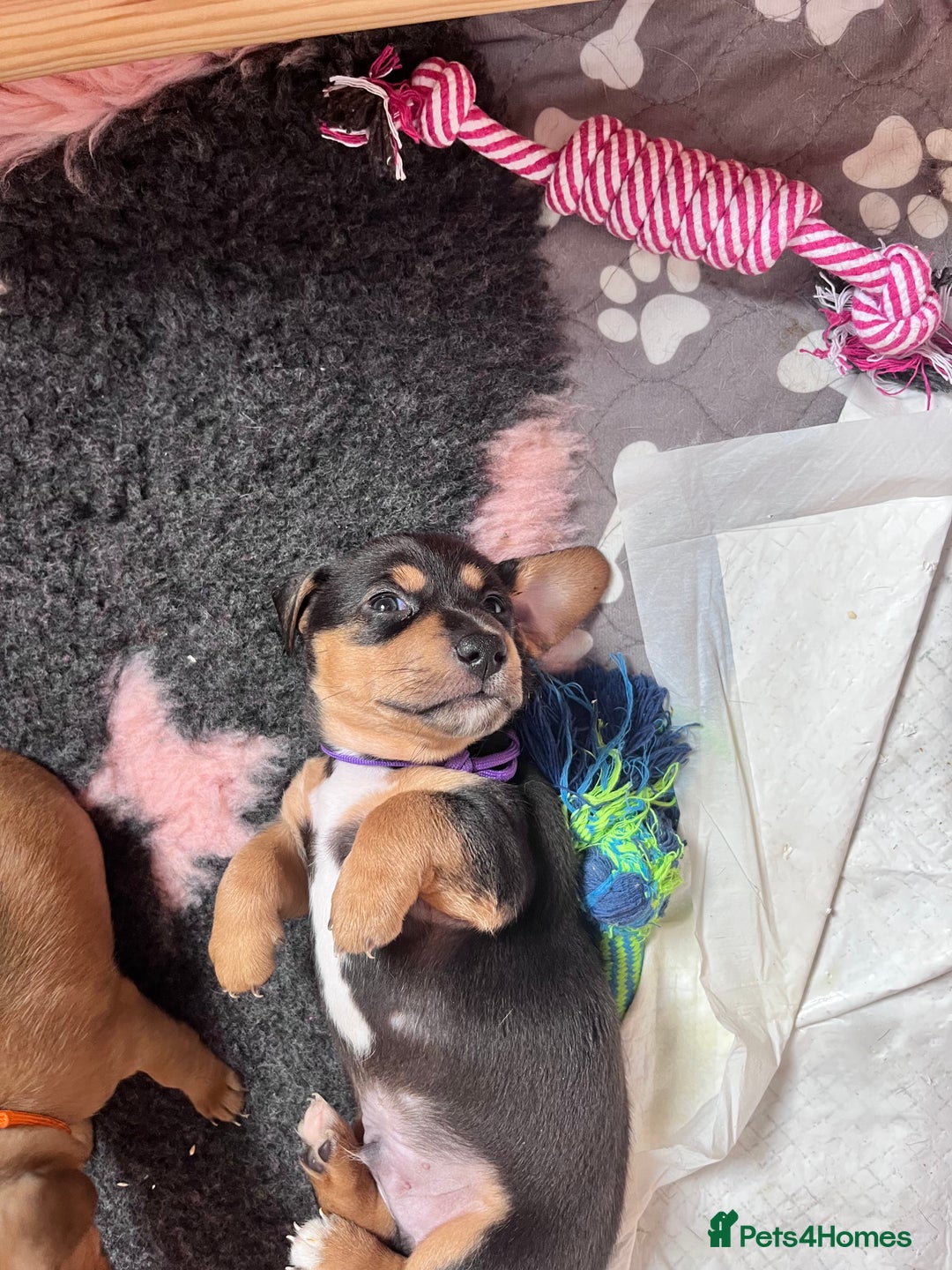 Mixed Breed dogs for sale: 5 Jack Russell x miniature dashound puppies £800 - Image 26