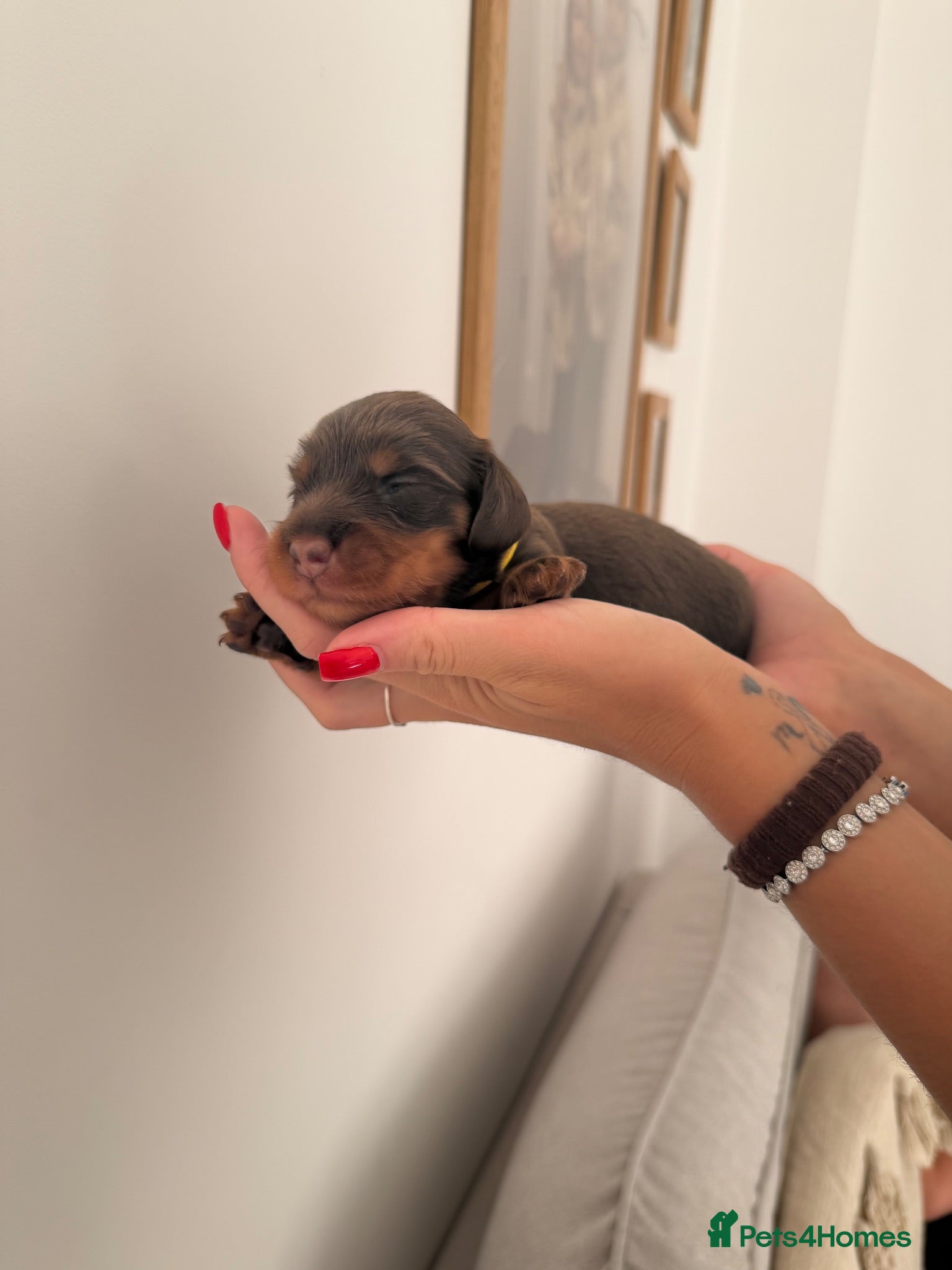 Miniature Dachshund dogs Stunning 5 ⭐️ long-haired miniature dachshunds - Advert 2