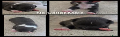 Staffordshire Bull Terrier 1