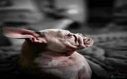Mixed Breed dogs for sale: Frenchie cross English bulldog  - Image 3