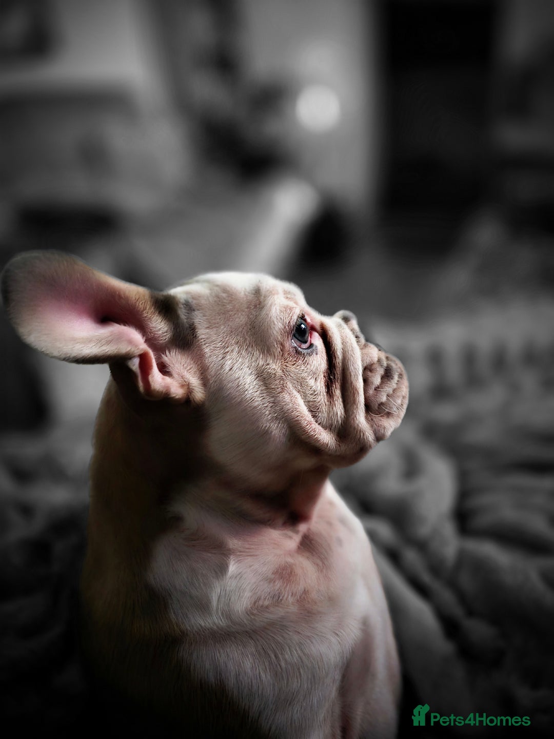 Mixed Breed dogs for sale: Frenchie cross English bulldog  - Image 3