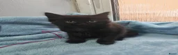 Mixed Breed cats for sale: 8 WEEKS OLD FLUFFY Kittens VIDEOS - Advert 21