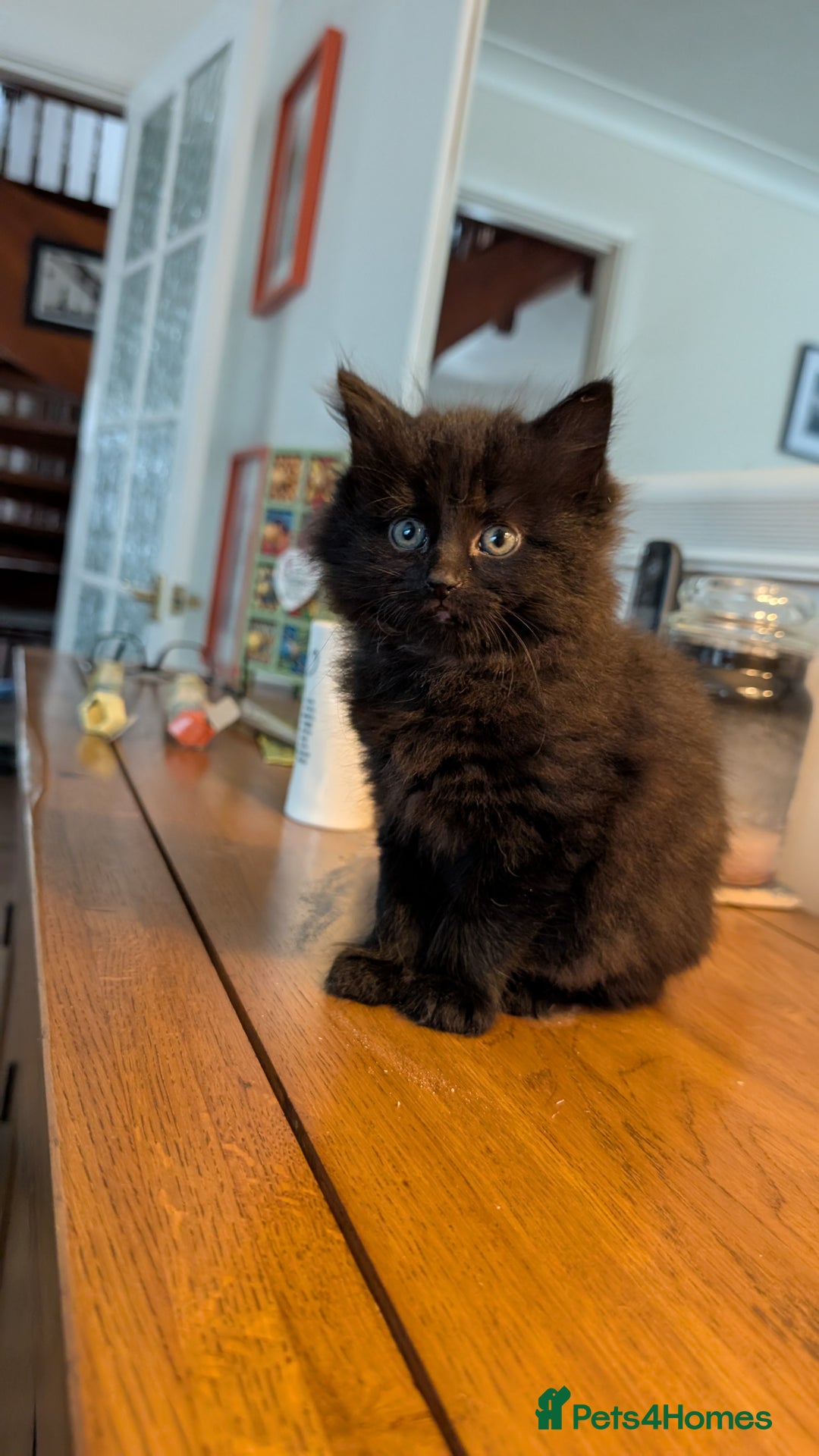 British Longhair cats for sale: Beautiful female black kitten - Image 1