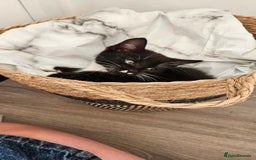 British Shorthair cats for sale: Gorgeous female kitten - Image 2