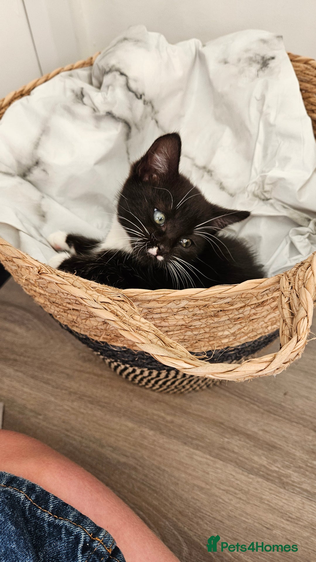 British Shorthair cats for sale: Gorgeous female kitten - Image 2