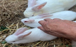 New Zealand rabbits for sale: New zealand white Baby rabbits 5weeksold  for sale - Image 5