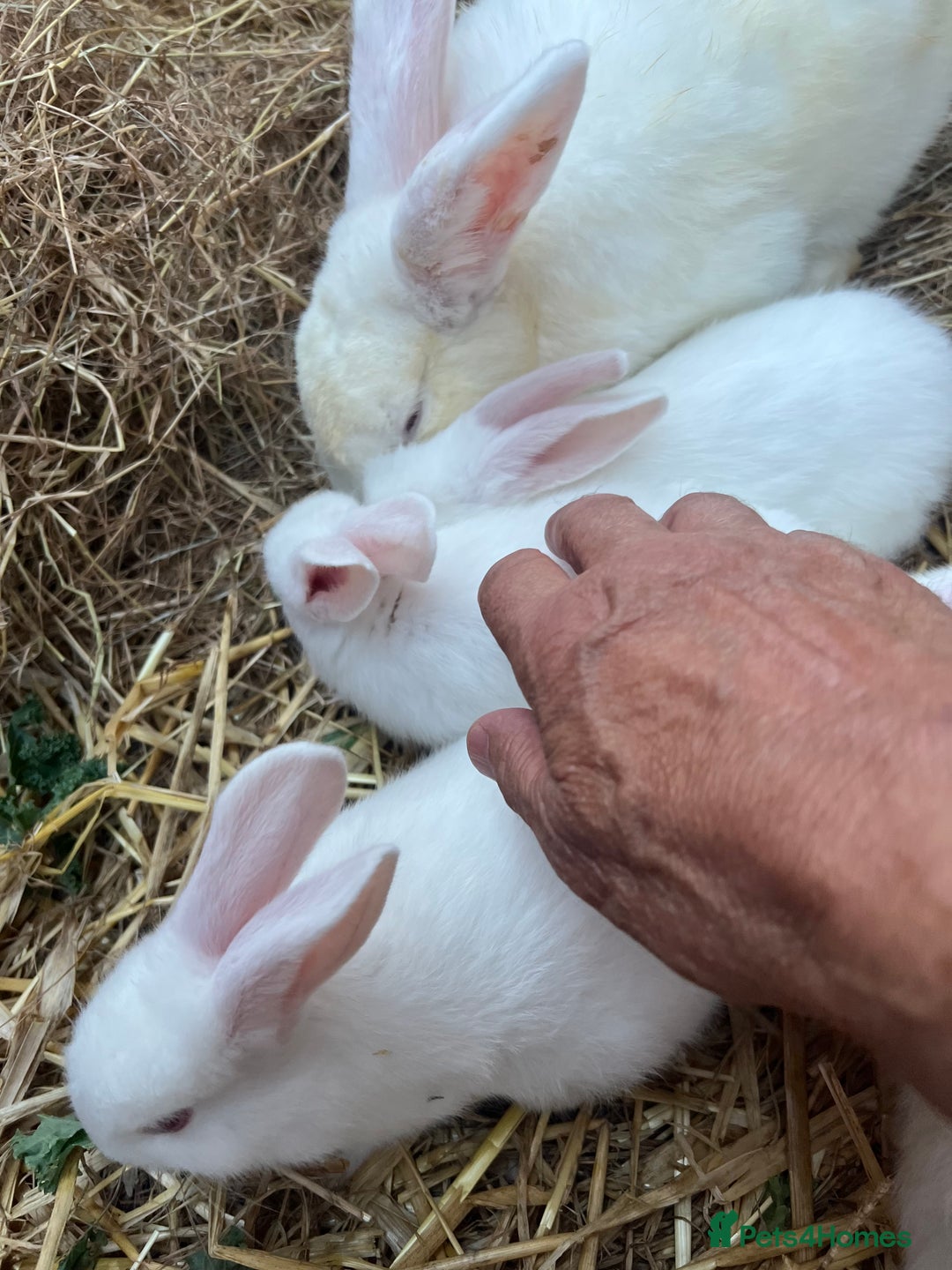 New Zealand rabbits for sale: New zealand white Baby rabbits 5weeksold  for sale - Image 5