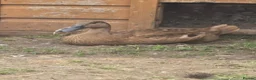 Ducks poultry for sale: Indian Runner Female Ducks, ducklings, turkeys - Advert 12