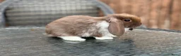 Mini Lop rabbits for sale: Gorgeous baby mini lops  - Advert 4