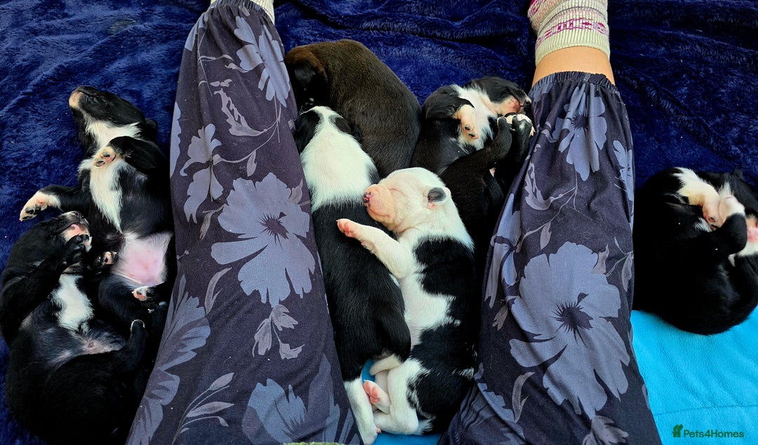 Mixed Breed dogs for sale: Short haired Collie pups - Image 4
