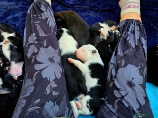 Mixed Breed dogs - Advert 17