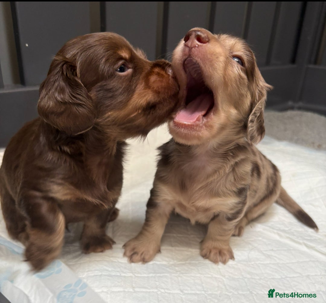 Miniature Dachshund dogs for sale: Long haired miniature dachshunds  - Image 13