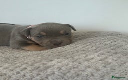 American Bully dogs for sale: Pocket Bullies ( not banned breed) - Image 25