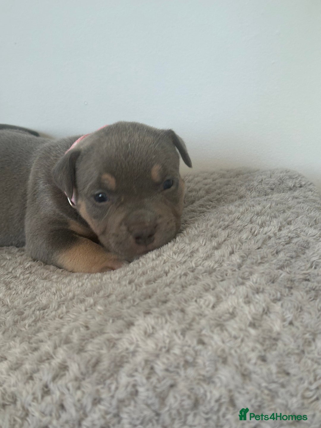 American Bully dogs for sale: Pocket Bullies ( not banned breed) - Image 25