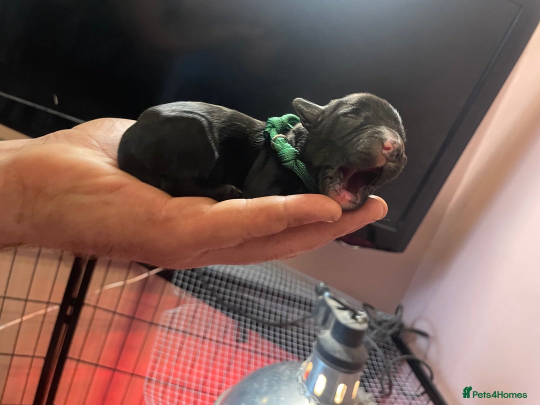 Mixed Breed dogs for sale: Cocker Collie puppies  - Image 7