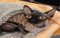 Sphynx cats for sale: Silver elf and black little babies - Image 1