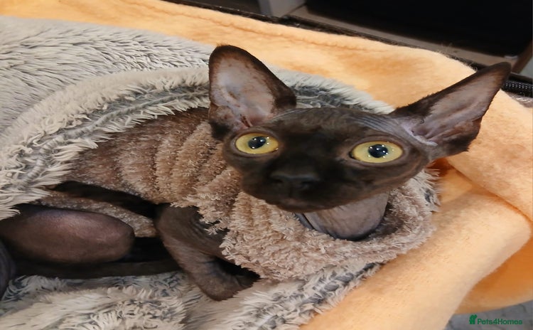 Sphynx cats - Advert 11
