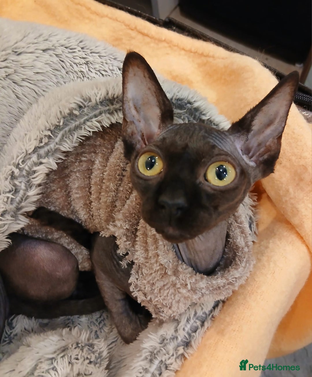 Sphynx cats for sale: Silver elf and black little babies - Image 1