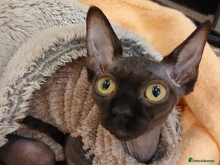 Sphynx cats - Advert 2