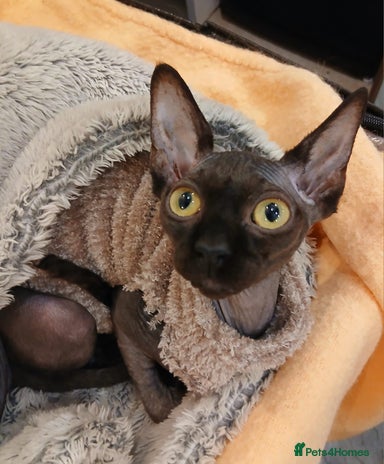 Sphynx cats - Advert 2