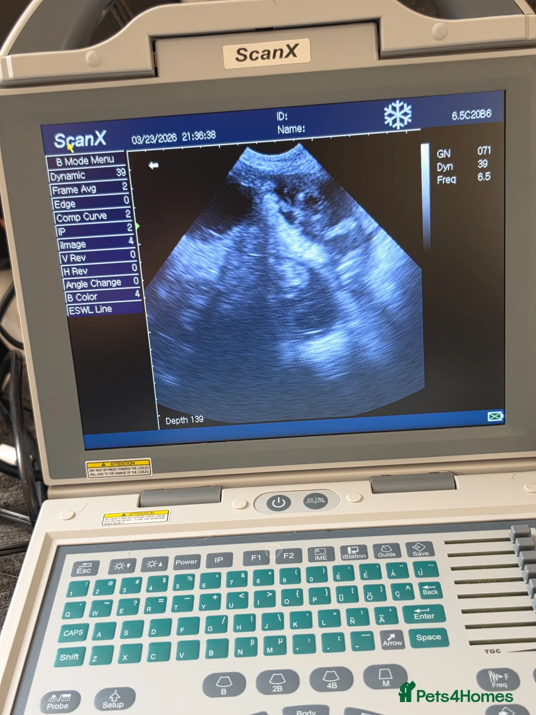 German Shepherd dogs for sale: Upcoming litter - due 19/04/26 - Advert 1