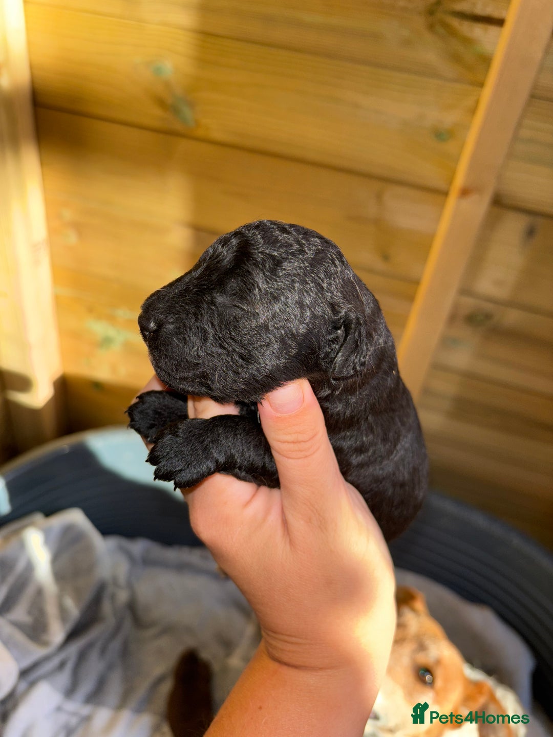 Mixed Breed dogs for sale: Foxipoo puppy’s  - Image 9