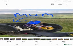 Border Collie dogs for sale: 1 border collie bitch pup - Image 2