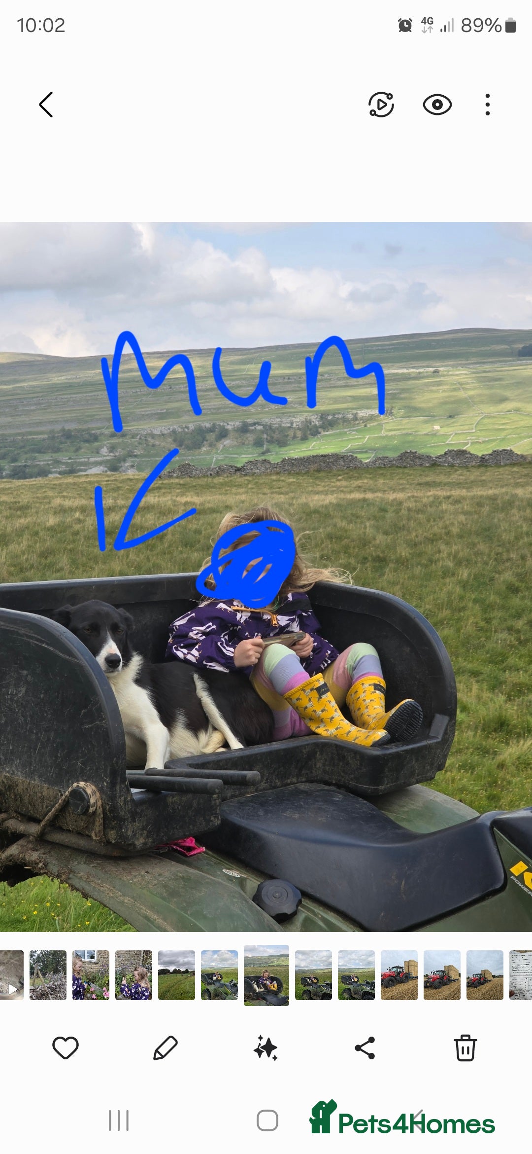 Border Collie dogs for sale: 1 border collie bitch pup - Image 2