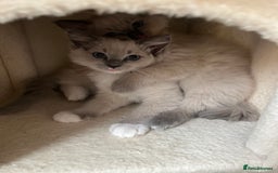 Ragdoll cats for sale: 2 Adorable Bluepoint boy Kittens left!  - Image 19