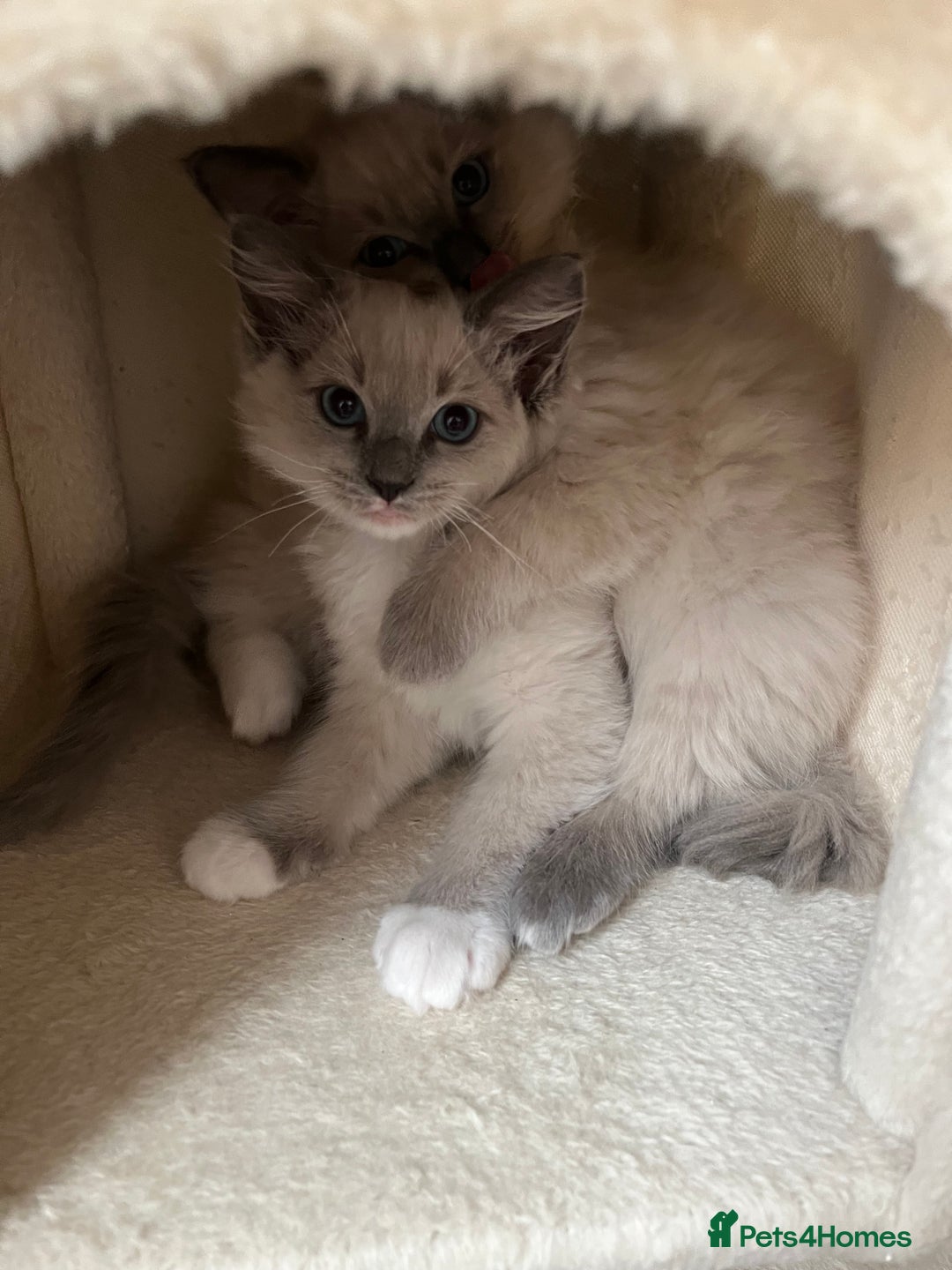Ragdoll cats for sale: 2 Adorable Bluepoint boy Kittens left!  - Image 19