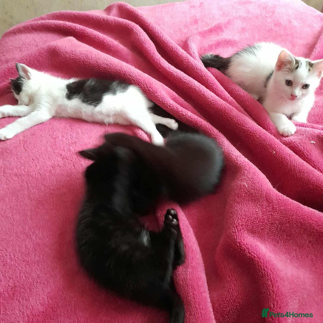 Mixed Breed cats for sale: Lovely kittens for lovely people.  - Image 3