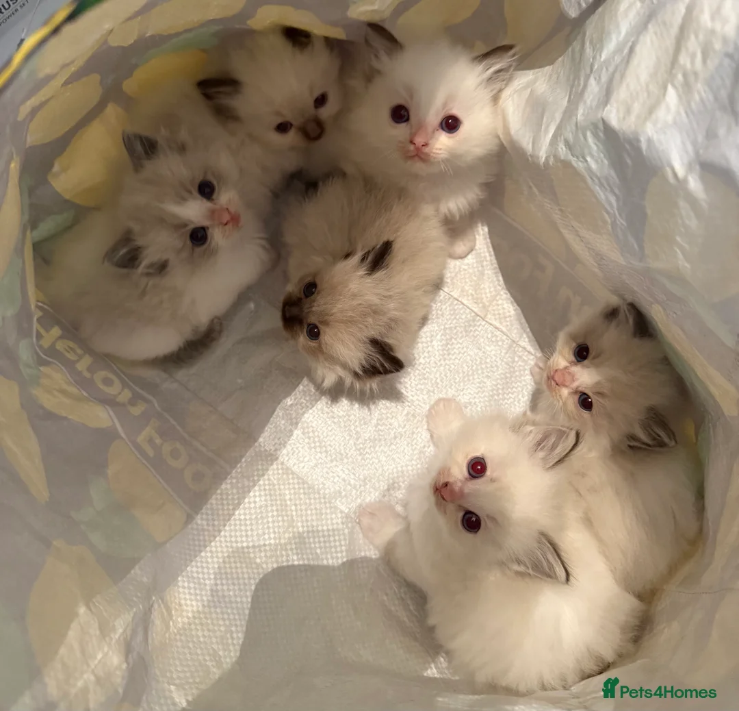 Ragdoll cats for sale: 🏅GCCF RAGDOLLS AWARD WINNING LINES NOW AVAILABLE  - Advert 4