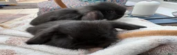 Mini Lop rabbits for sale: Mini lops-raised indoors-vaccinated  - Advert 28