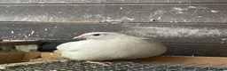 Quail poultry for sale: Male quails  - Advert 4