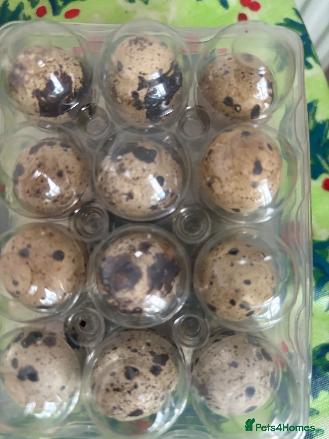 Mixed Breed birds for sale: Quail and eggs  - Advert 3