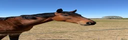 English Thoroughbred horses for sale: Companion / project for experienced home only - Advert 3